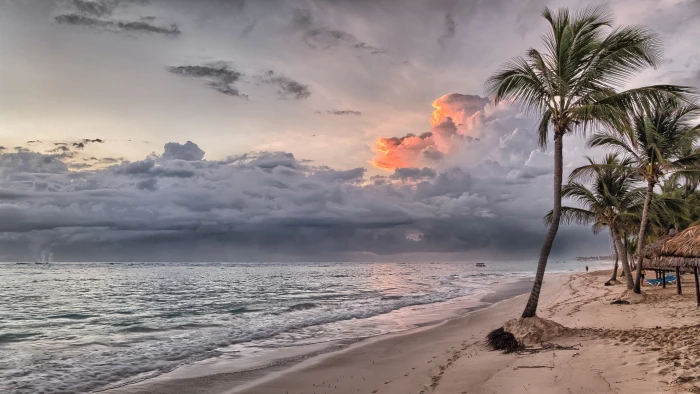 cloudy beach palm tree sea shore ocean sandy 2k 4k