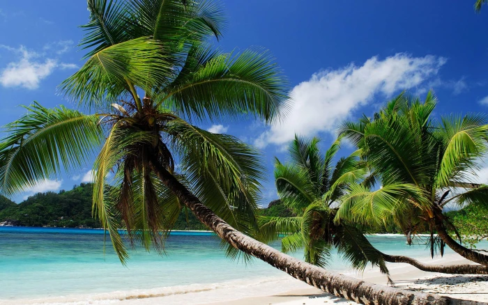 Coast sea sand beach palm trees coconut 2k