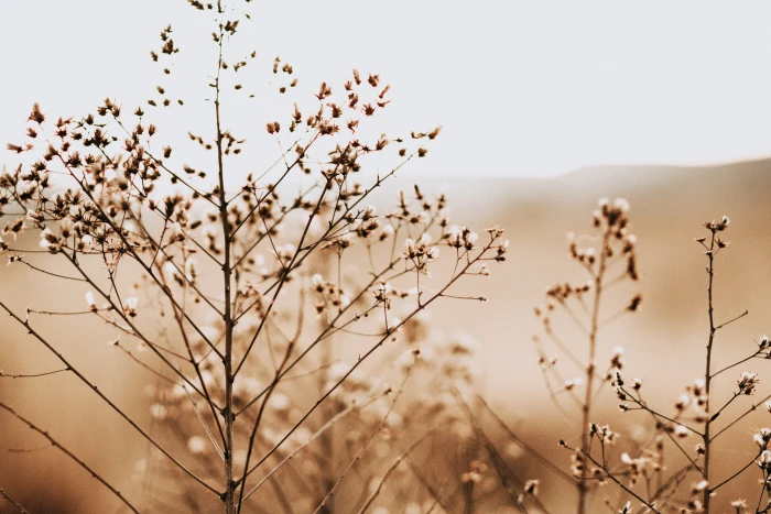 cotton plant on sephia photo grass nature outdoors field 2k 4k