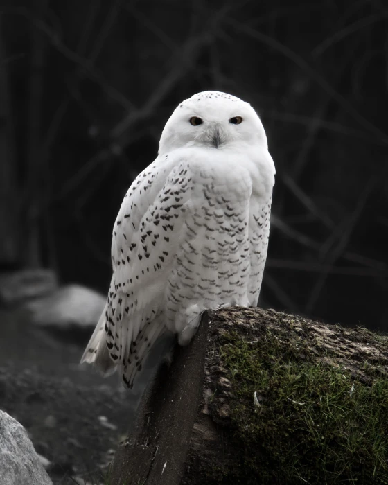 flight nature bird animal avian beak black blur falcon 2k 4k