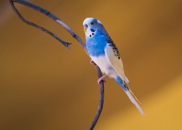 focus photography of blue and white budgerigar perched on branch tree 2k