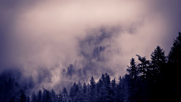 foggy forest Alps wallpaper Clouds pines 2k 4k