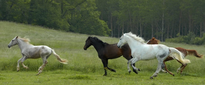 four running horses on green field nature white horse animal 2k 4k
