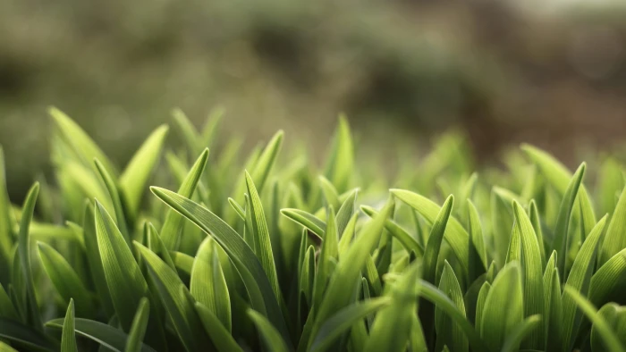 green grass closeup photo of spring nature leaves 2k 4k 5k