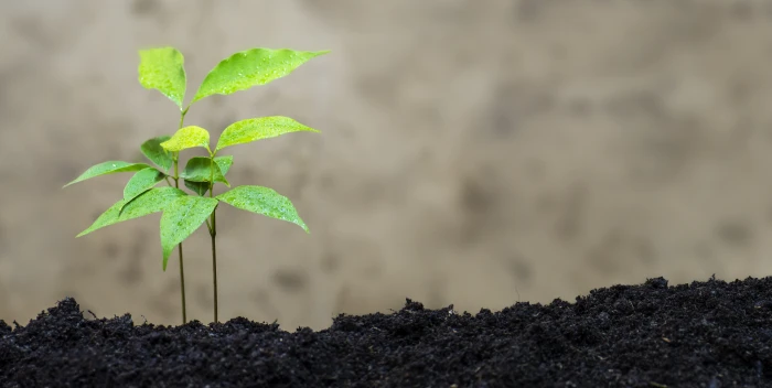 green leafed plant litchi eco nature litchee garden gardening 2k 4k 5k