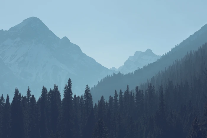 green leafed trees forest mountains landscape nature scenics 2k 4k 5k