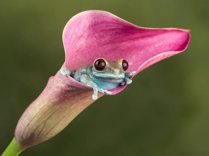 green tree frog on a pink Calla Lily closeup photography Ruby 2k 4k 5k