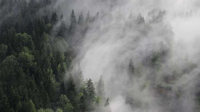 green tree lot Austria wallpaper forest fog mist 2k 4k 5k