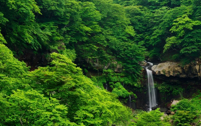 green trees waterfall nature forest landscape color 2k