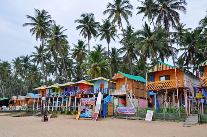 india nature goa beach tropical climate palm tree plant 2k