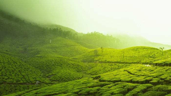 kerala india asia munnar tea plantation rural area mist 2k 4k