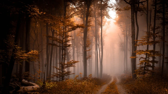mist fog path forest autumn foggy pathway woods 2k 4k