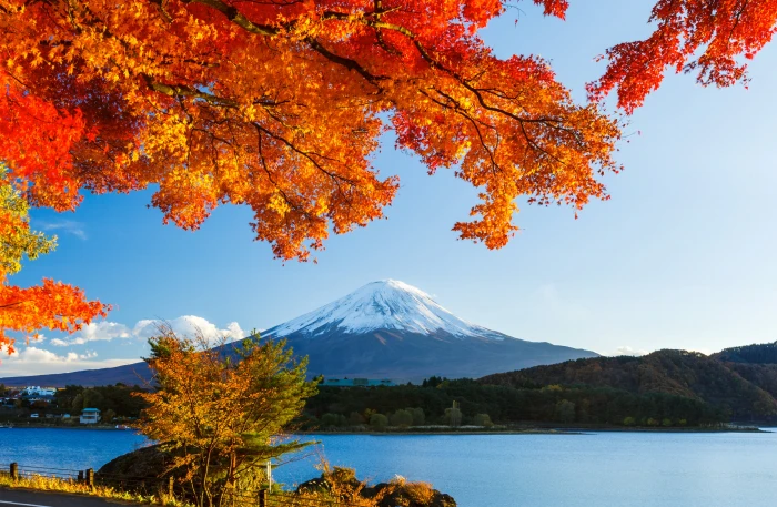 Mt Fuji Japan autumn forest the sky leaves snow trees 2k
