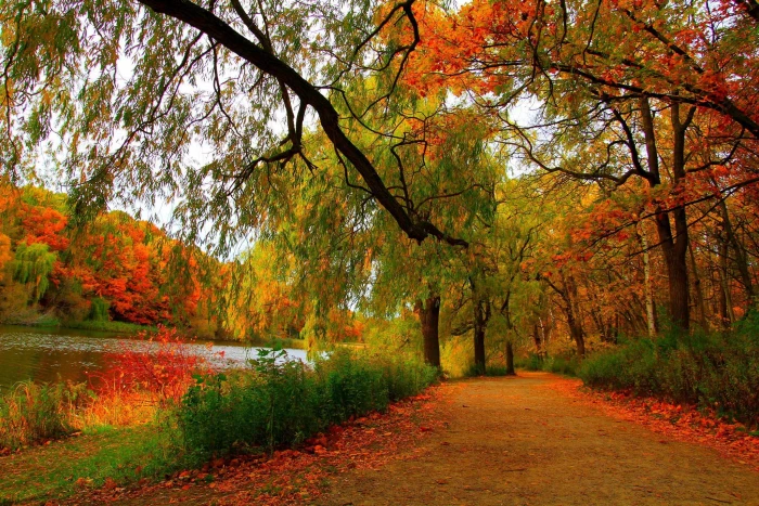 Nature river forest landscape trees Autumn scenery view 2k