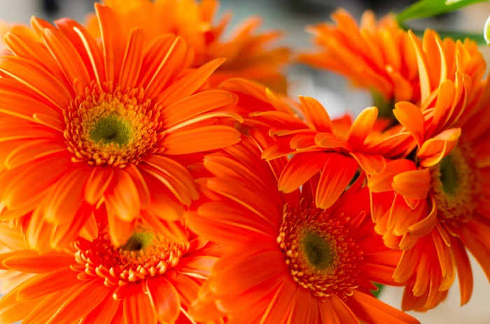 orange Daisies flowers photo plant nature gerbera Daisy yellow 2k 4k 5k