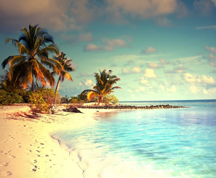 palm trees sea beach sand tropical water sky climate 2k 4k
