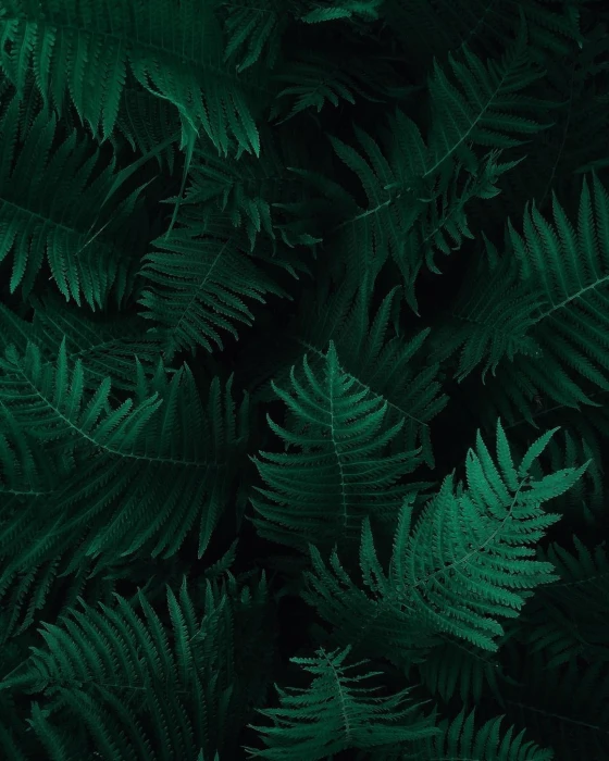 Photo of Green Fern Leaves botany dark green plants foliage 2k 4k