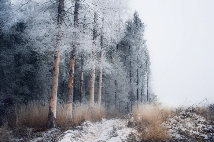 pine trees winter snow landscape nature frost cold temperature 2k