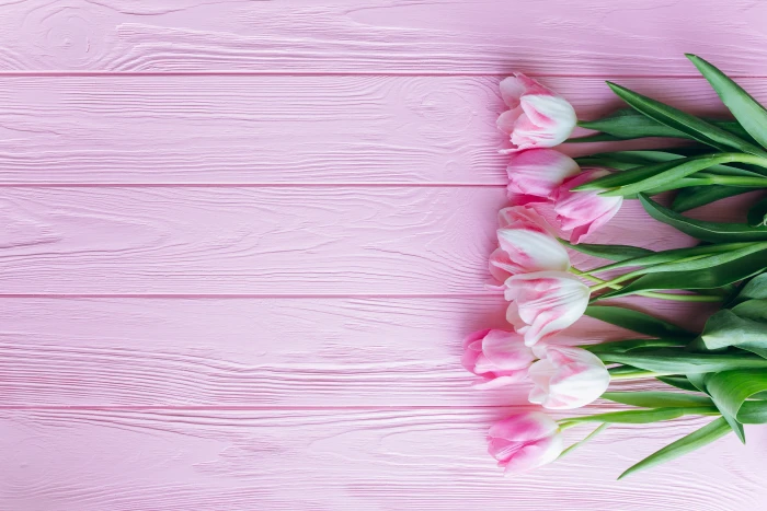 pink tulips flowers wooden background color beauty in nature 2k 4k