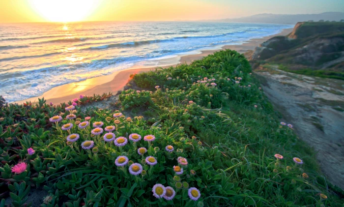 purple petaled flowers Glorious Day HMB Sunset Earth 2k 4k