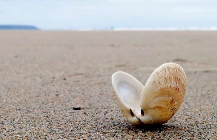 selective focus photography of clamshell on beach seashell summer 2k 4k 5k