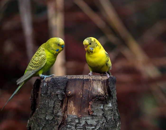 selective focus photography of two yellow budgerigars budgie 2k 4k 5k