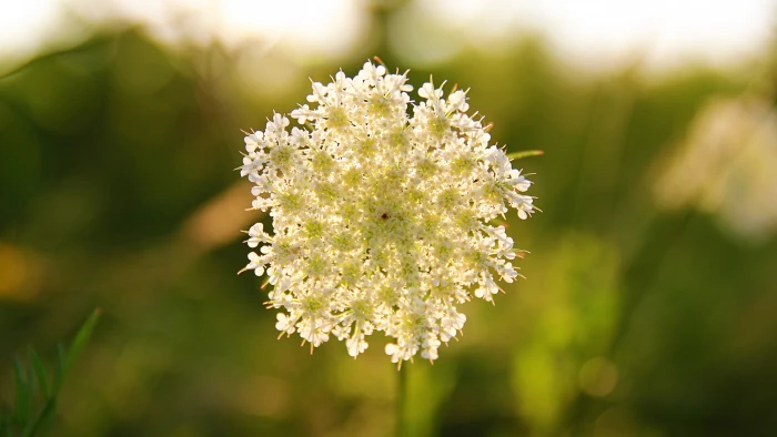 selective focus photography of white clustered flower Wildflowers 2k 4k 5k