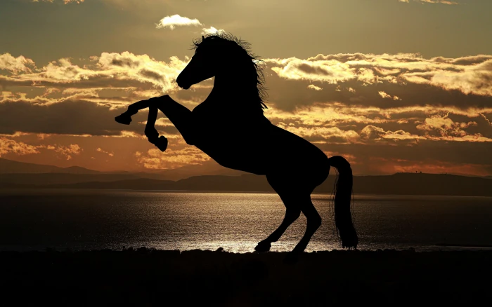 Silhouetted horse HD 2k 4k