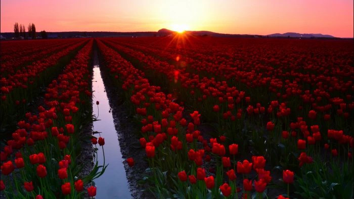 Skagit Valley wallpaper Washington USA Tulip Fields 2k 4k 5k