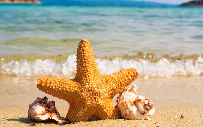 Summer Ocean Beach Starfish Conch Ultra HD sea land water 2k 4k