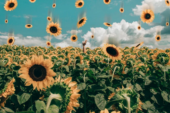 Sunflower Field Under Blue Sky bloom blossom desktop backgrounds 2k 4k