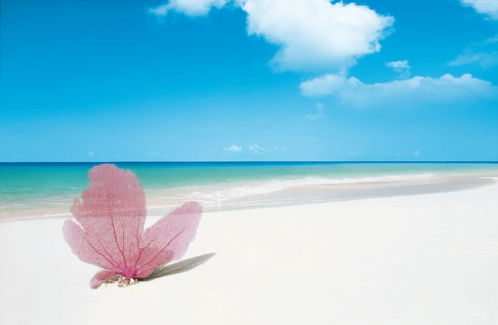 Travellers Choice Awards Best beaches of Playa Paraiso 2k 4k 5k
