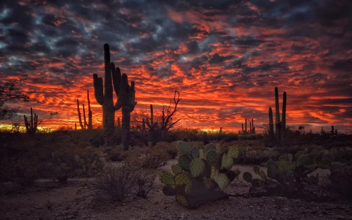 Tucson Arizona Sunset Flaming Sky Desert Landscape With Cactus Desktop Hd Wallpapers For Mobile Phones And Computer 2k 4k