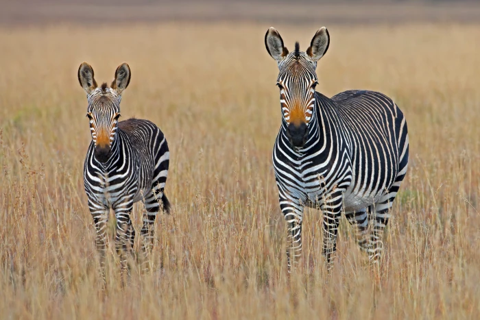 two zebra standing on brown grass field zebras at daytime 2k 4k 5k
