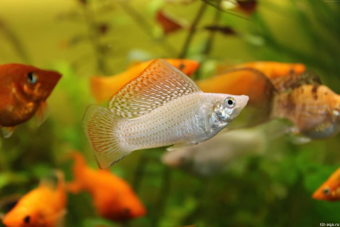 underwater aquarium fish orange green Xiphophorus 2k 4k 5k