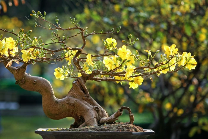 yellow flowering bonsai tree close up photo leopard the lunar new year 2k 4k