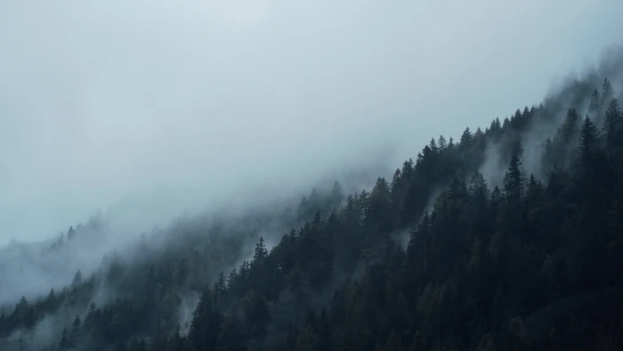 aerial photography of foggy mountain conifers dark fir trees 2k 4k 5k