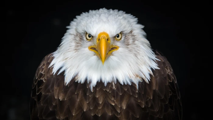 bald eagle close up bird of prey uhd wildlife beak 2k 4k 5k 8k