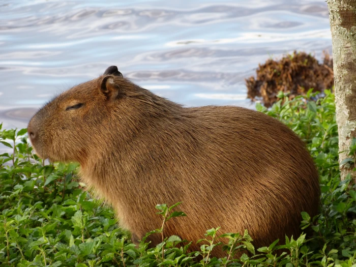 capybara nature animal puppy themes mammal one 2k 4k