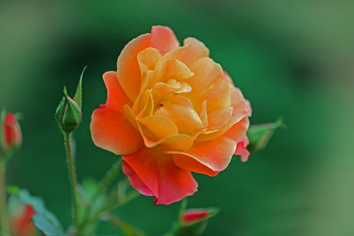 close up photography of orange petaled flower plant nature 2k 4k 5k