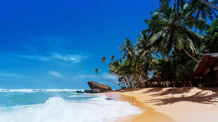 coconut trees beach sand sea clear sky nature water palm tree 2k 4k