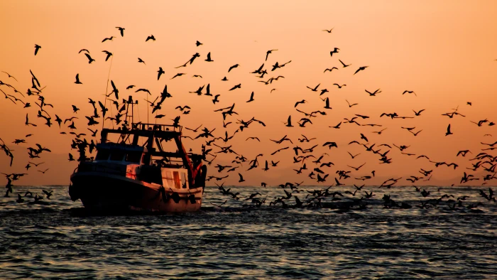 flock of birds near boat sailing Return Barco pesquero pesca 2k 4k 5k