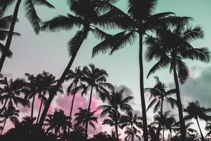 glitch art nature vaporwave palm trees pink silhouette 2k
