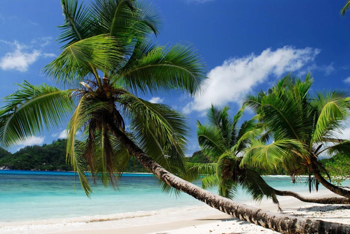 green coconut tree beach tropics sea sand palm trees sandy 2k 4k