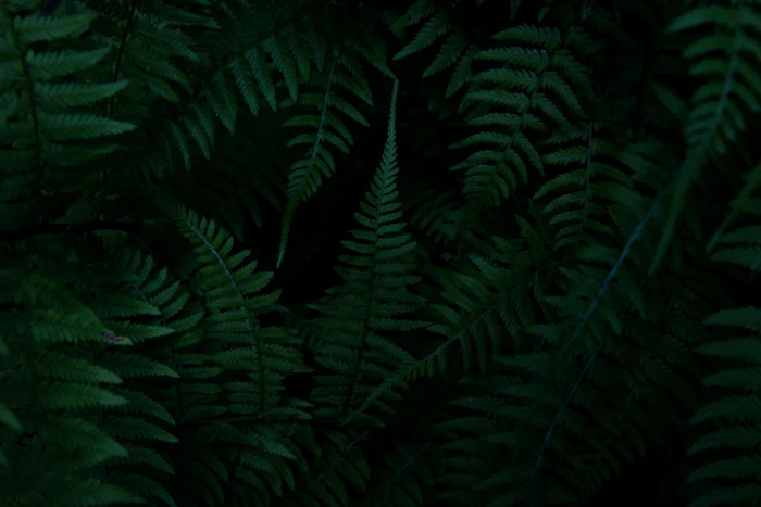 green fern plants foliage nature forest wood dark texture 2k 4k 5k