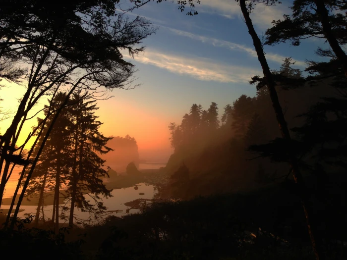 green trees near body of water ruby beach sea washington national 2k