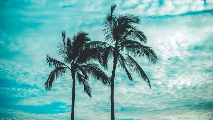 hawaii oahu palmtree sky dom trees clouds summer vibe 2k 4k 5k