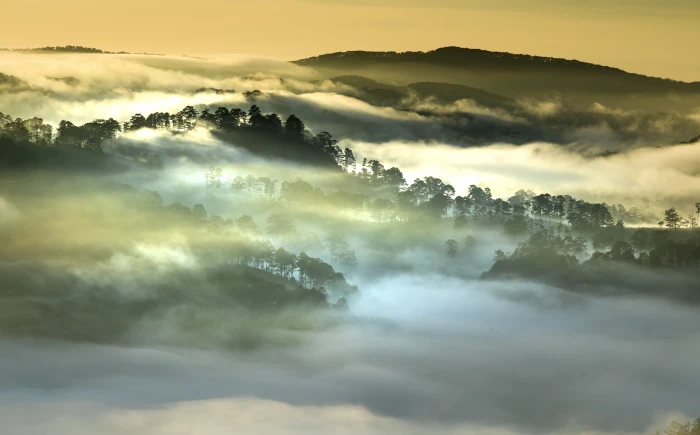 Morning Fog Forest Vietnam silhouette of trees Asia Travel 2k 4k 5k 8k