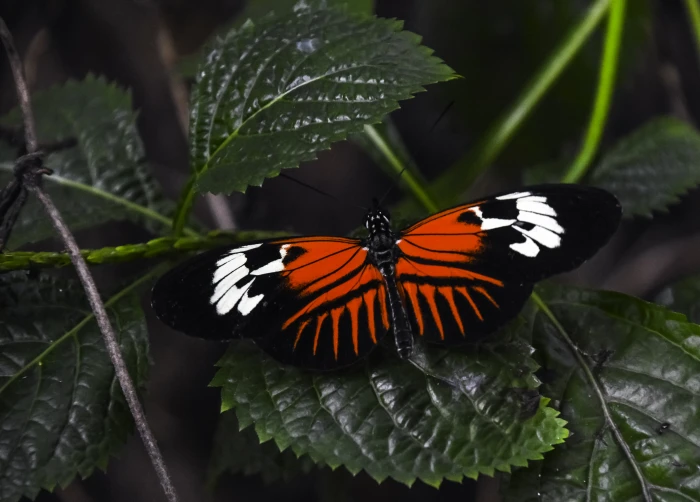 orange and black butterfly on green leaf plant madeira 2k 4k 5k
