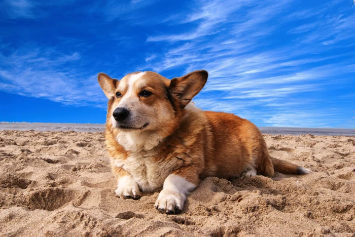 Pembroke Welsh Corgi Lying on the Sand Under White Cloud Blue Sky 2k 4k
